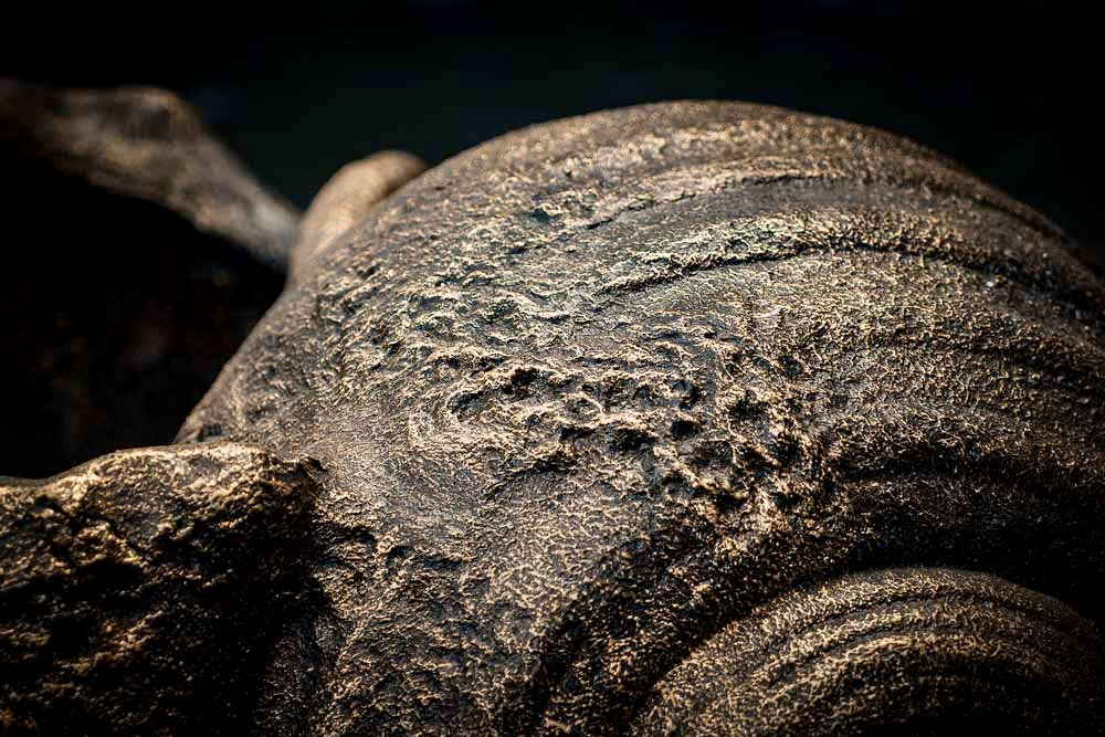 Gigantische Keong Zeeschelpen Bloempot Ø80 cm